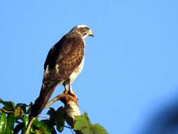 Image of Grey-faced Buzzard