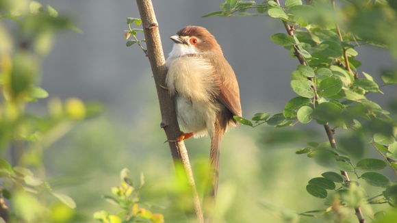 18.https www inaturalist org photos 3002998.580x360