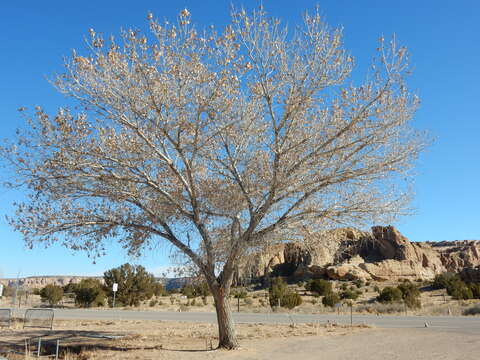 Image of eastern cottonwood