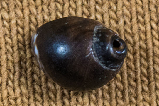 Image of eroded periwinkle