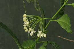 Image of Hoya multiflora Bl.