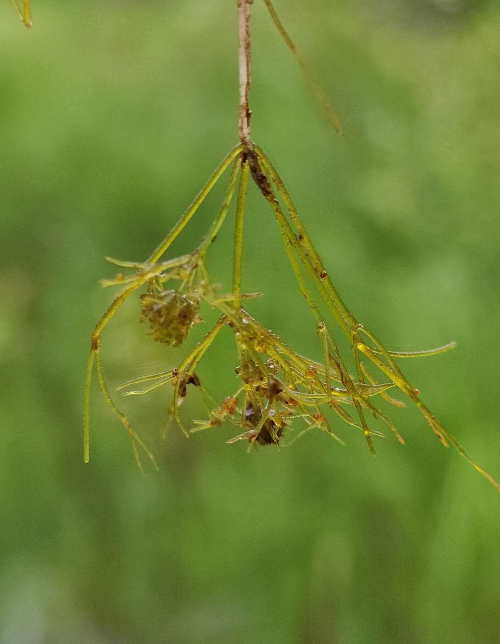 Image of Compact Stonewort