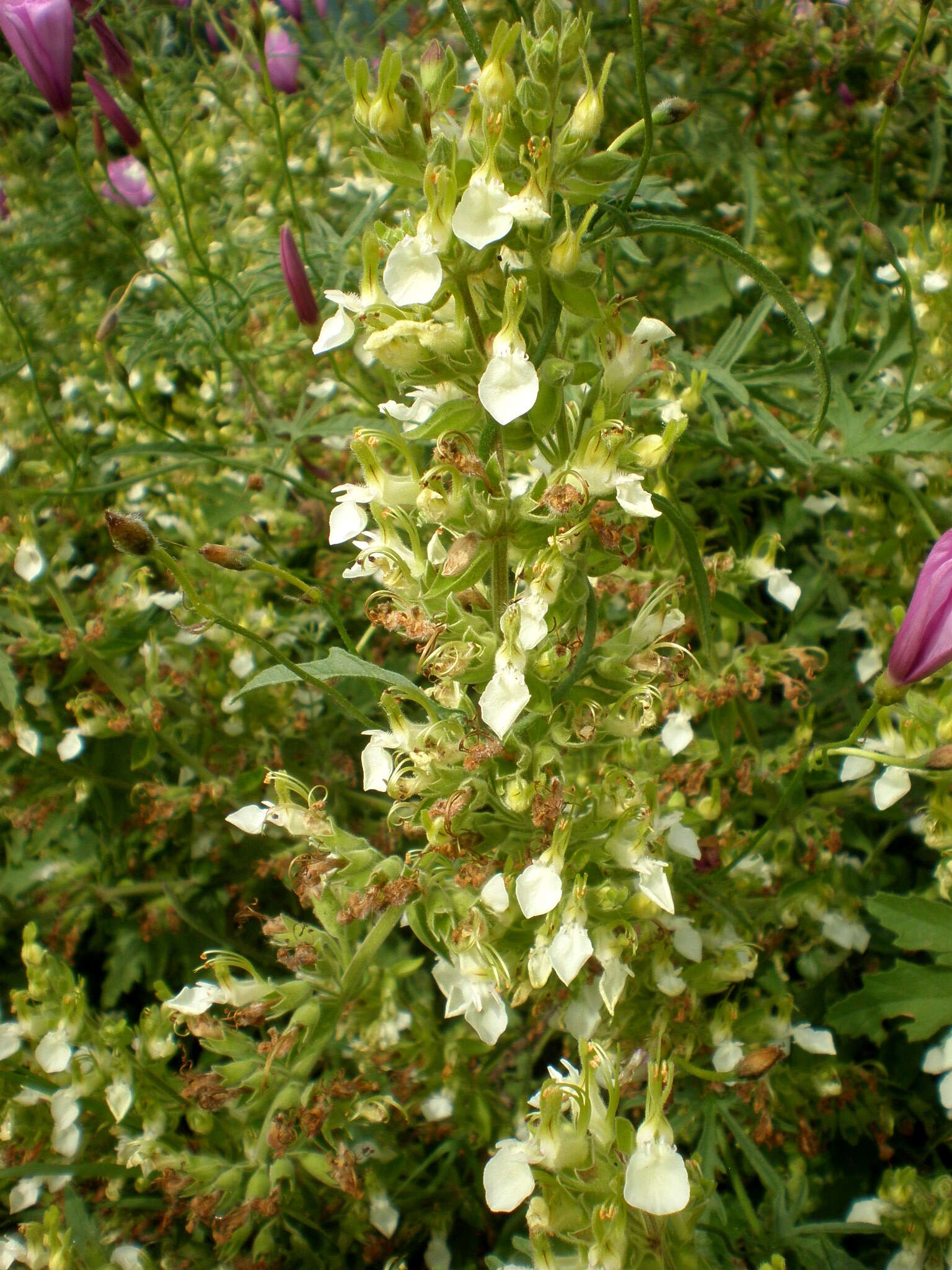 Image of yellow germander