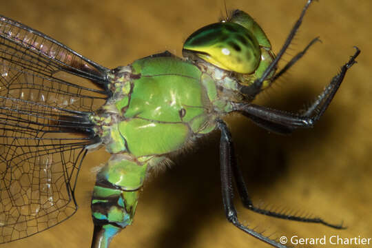 Image of Two-Spined Darners