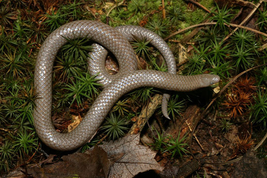 18.https www inaturalist org photos 3005758.580x360