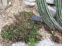 Haworthia resmi