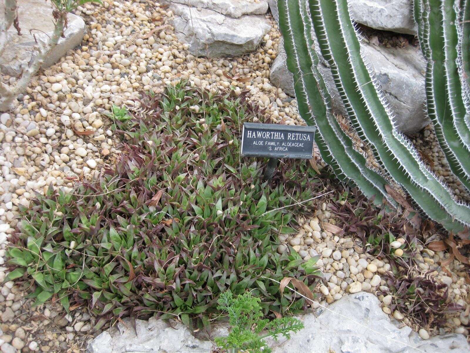 Haworthia resmi