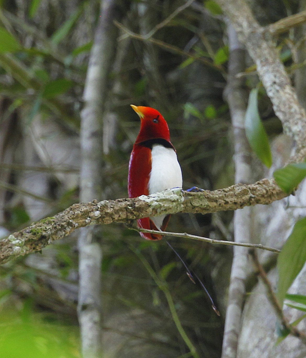 king bird of paradise