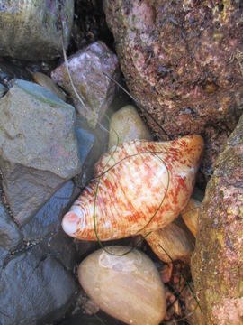 Image of <i>Caudina arenicola</i>