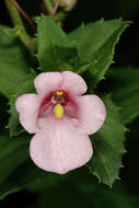 Image of Diascia rigescens E. Mey. ex Benth.