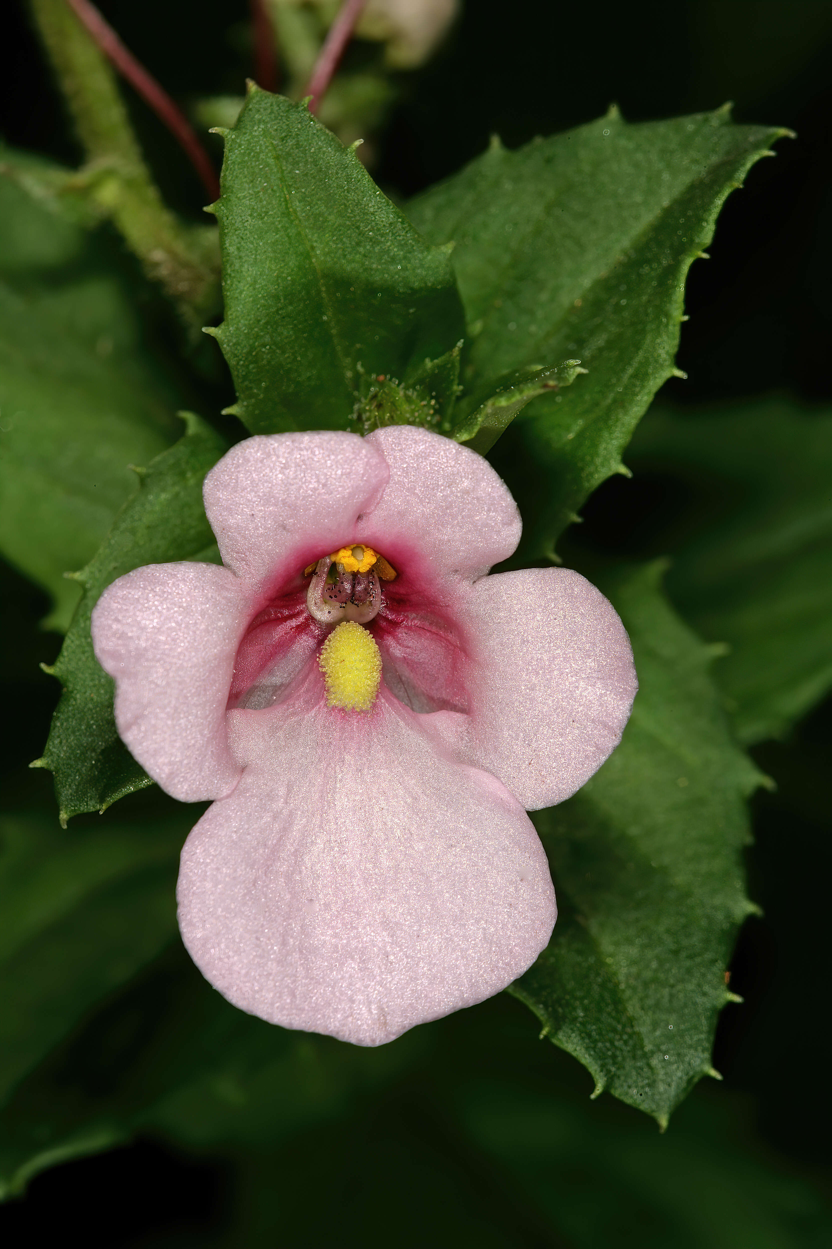 Image of Diascia rigescens E. Mey. ex Benth.