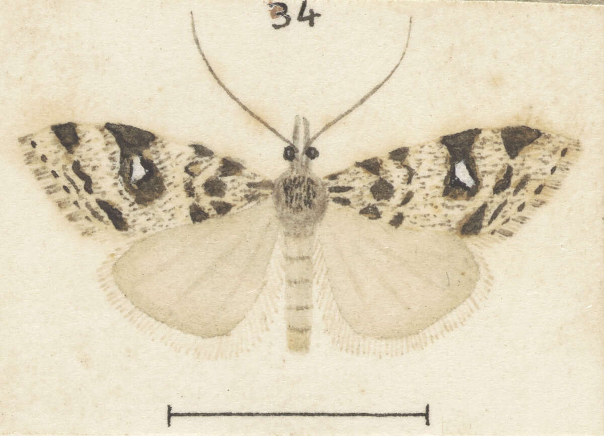 Image of Gadira petraula Meyrick 1882