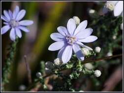 Слика од Olearia ramosissima (DC.) Benth.