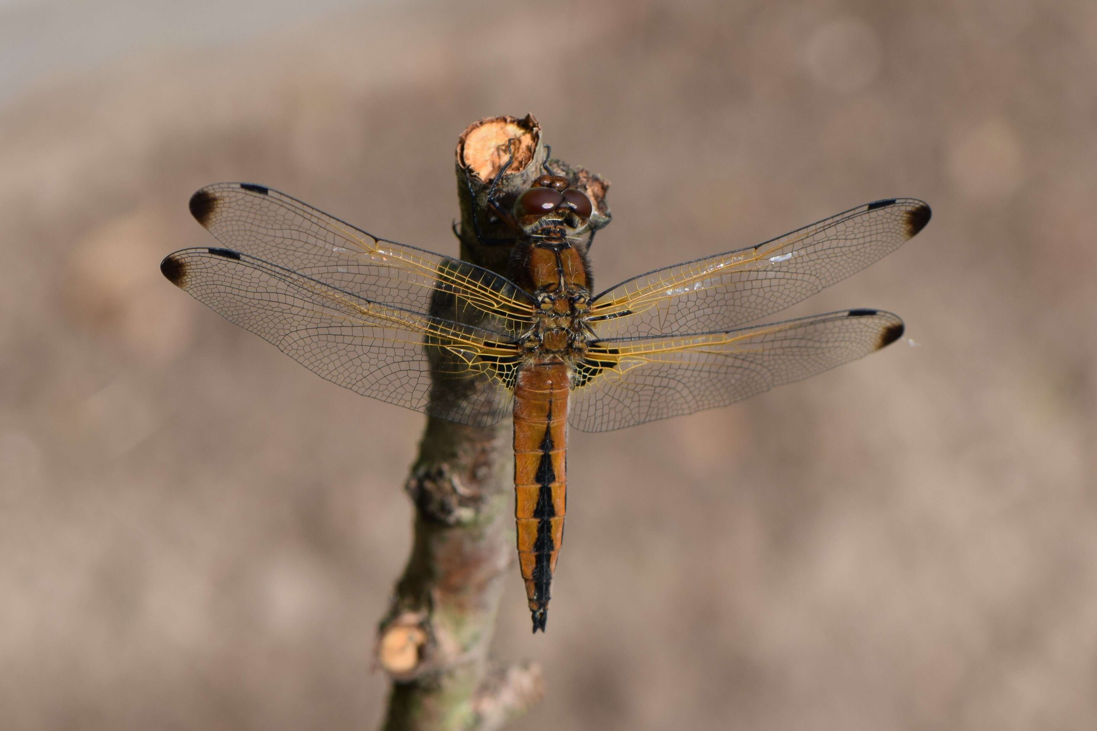 Image of Blue Chaser