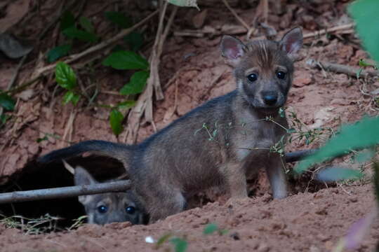 Image of golden jackal