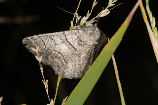 Image of <i>Hypobapta diffundens</i> Lucas 1891