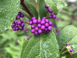 Image of American beautyberry