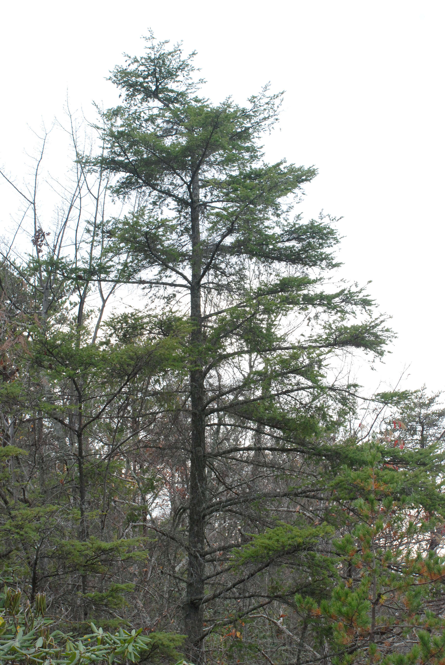 Image of Carolina Hemlock