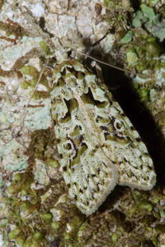 Image of Lichen Snoutlet