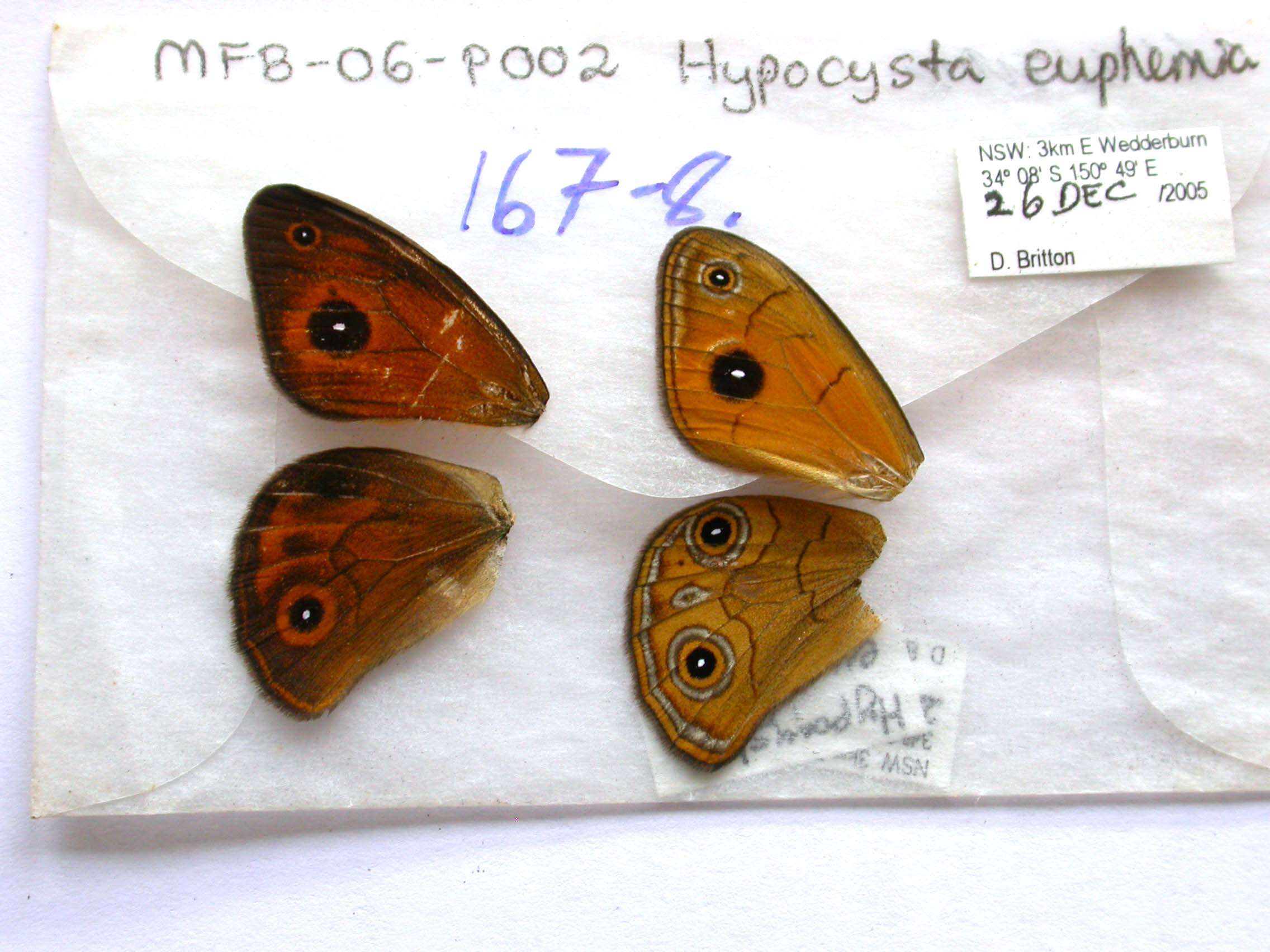 Image of Hypocysta euphemia Westwood (1851)