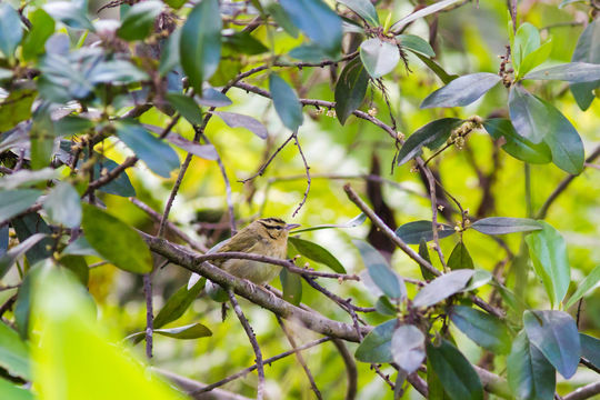 Image of Worm-eating Warbler