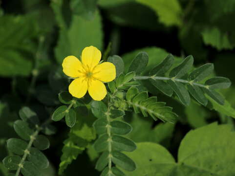 Image of puncture vine