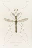 Image of Anopheles maculipennis Meigen 1818