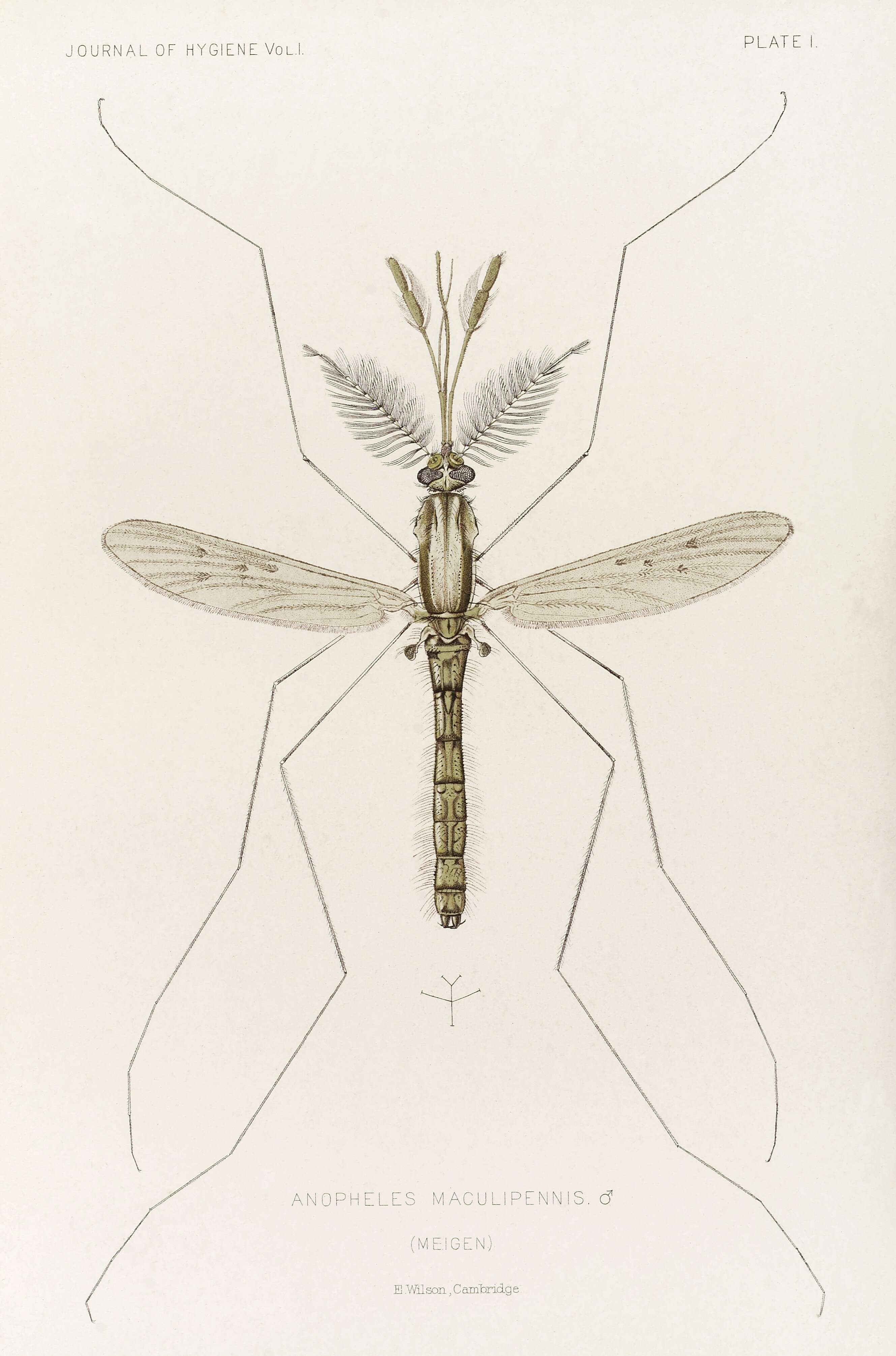 Image of Anopheles maculipennis Meigen 1818