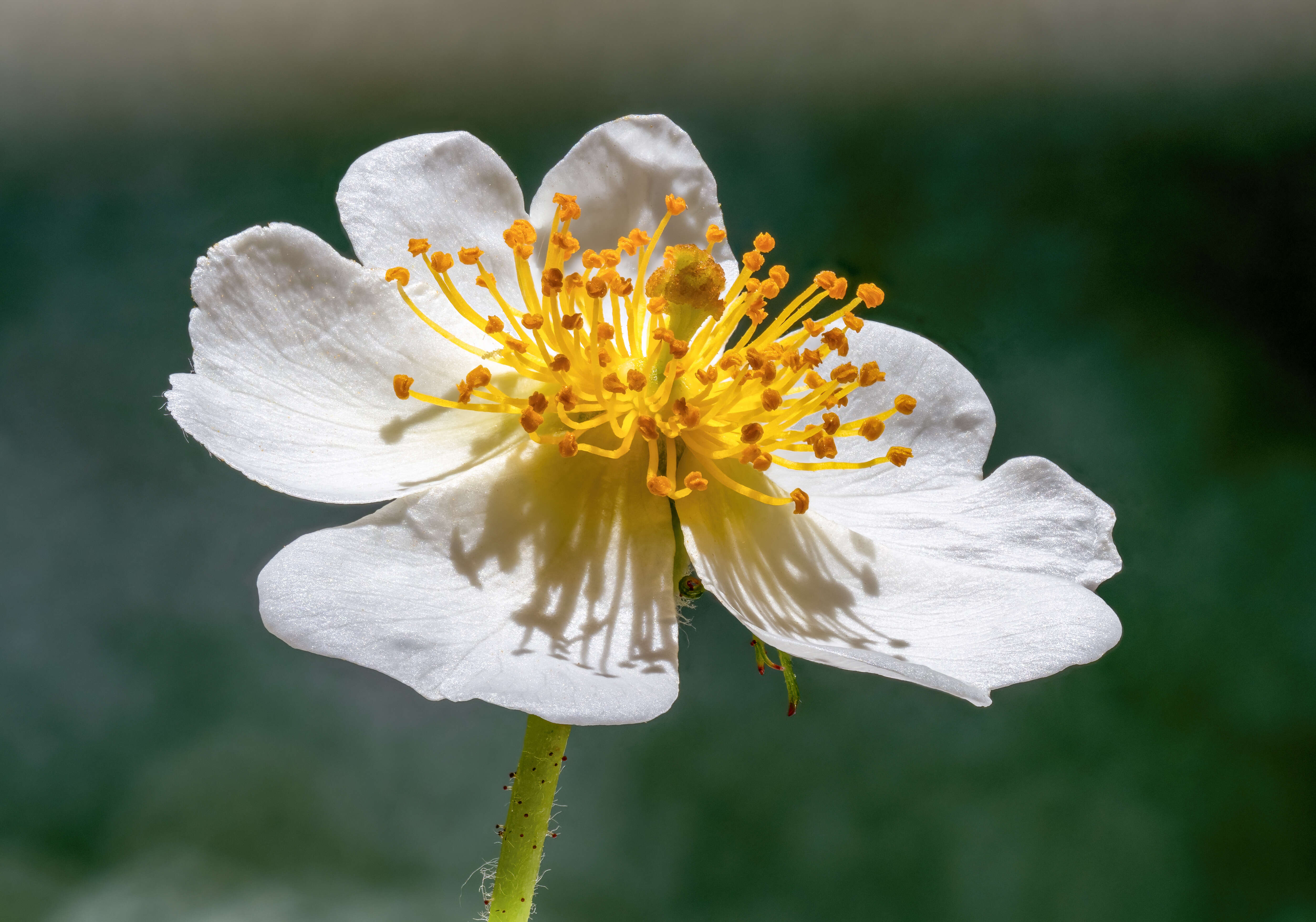 Image de Rosa multiflora Thunb.