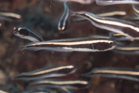 Image of Convict blenny