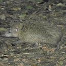 Image of tailless tenrec
