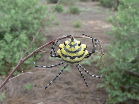 18.https www inaturalist org photos 30121.580x360