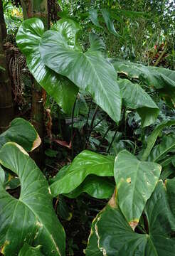 Image of Anthurium watermaliense L. H. Bailey & Nash