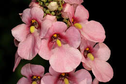 Image of Diascia rigescens E. Mey. ex Benth.