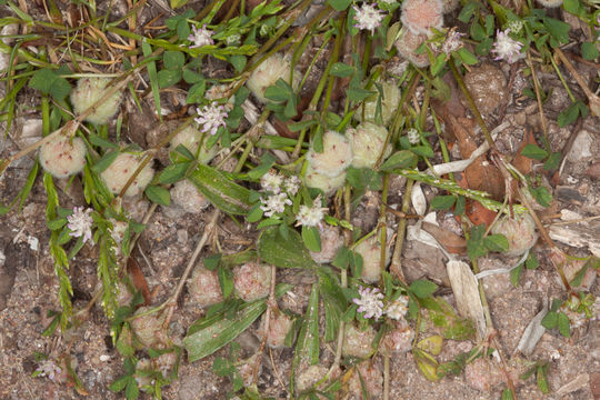 Image of <i>Trifolium tomentosum</i>