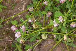 Image of <i>Trifolium tomentosum</i>