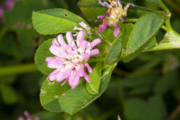Image of <i>Trifolium tomentosum</i>