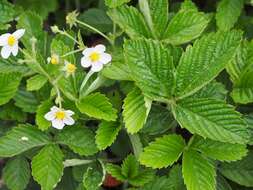 Image of beach strawberry