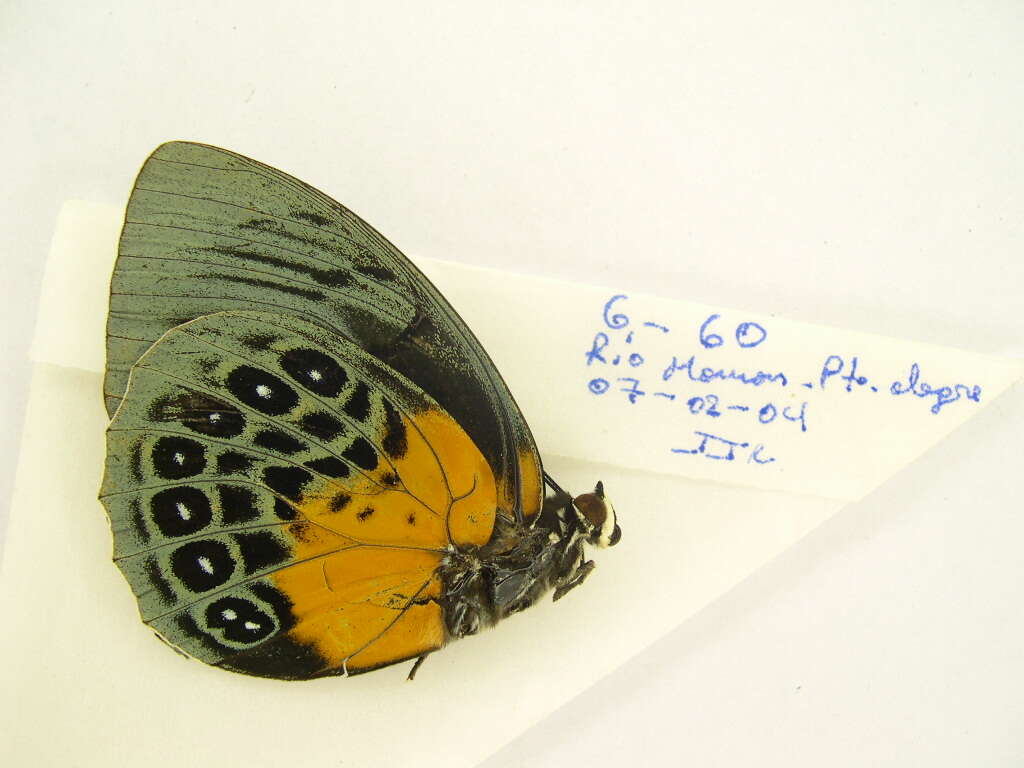 Plancia ëd Agrias hewitsonius Bates 1860