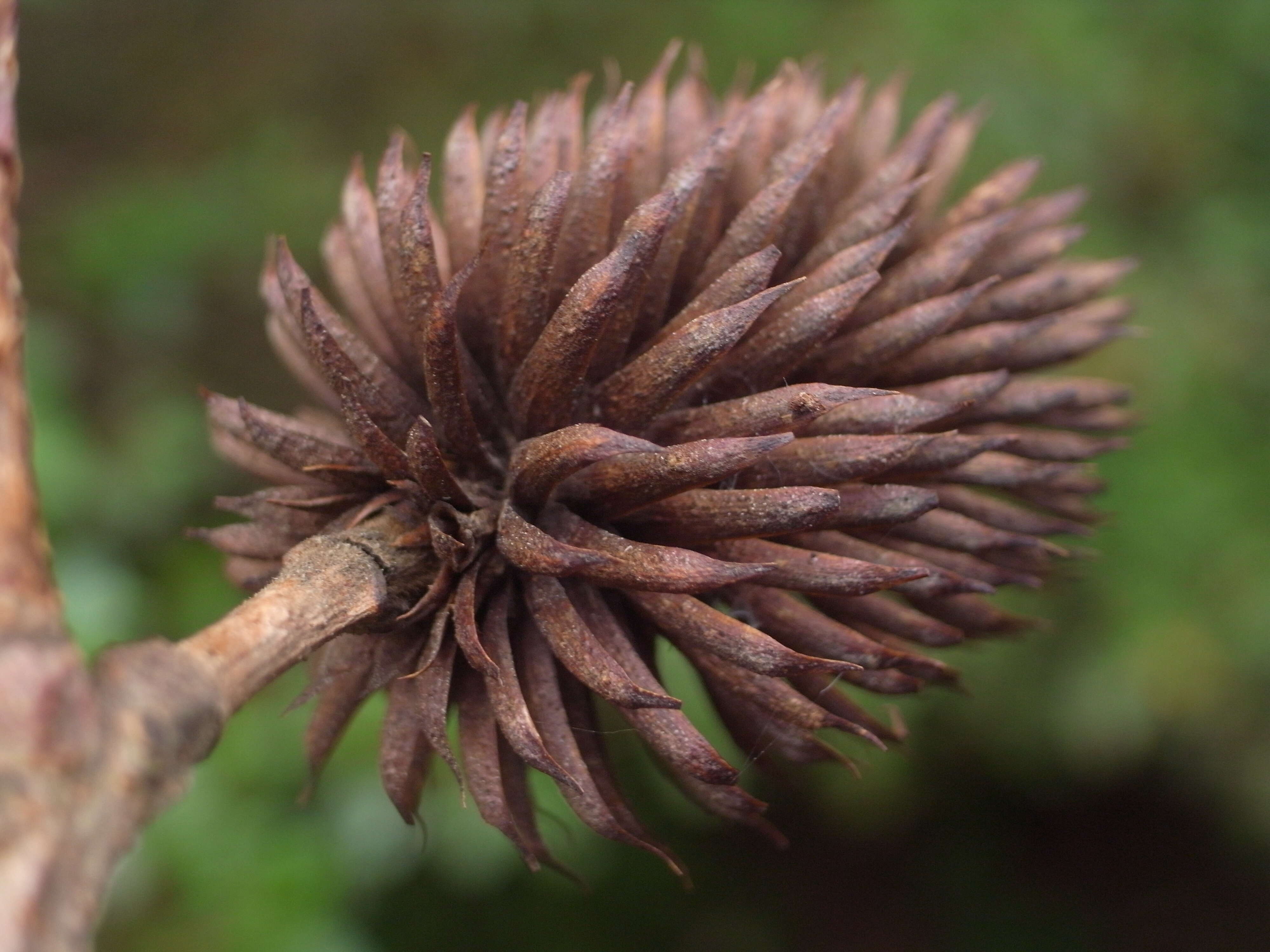 Image of Platycarya