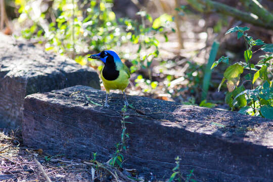 Image of Green Jay