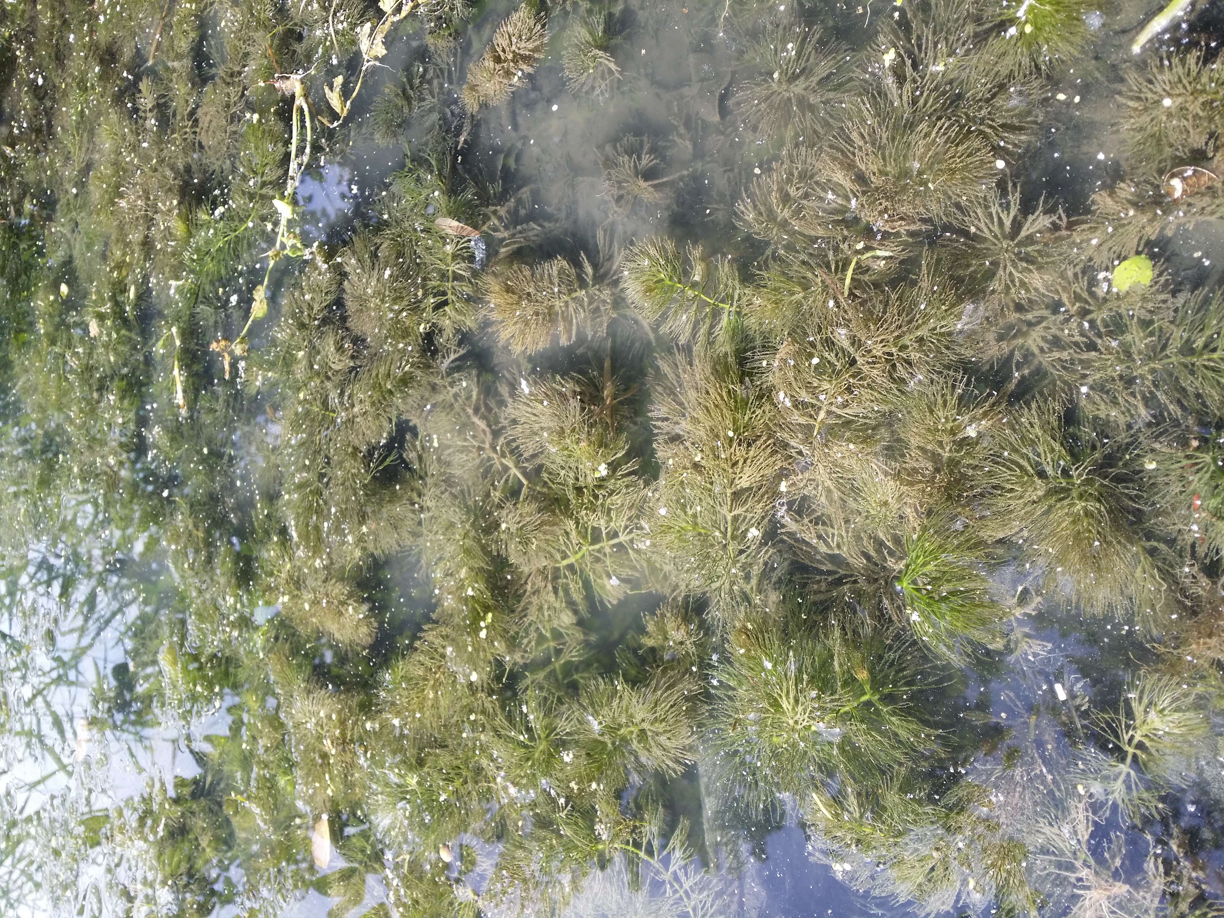 Image de Cératophylle Submergé