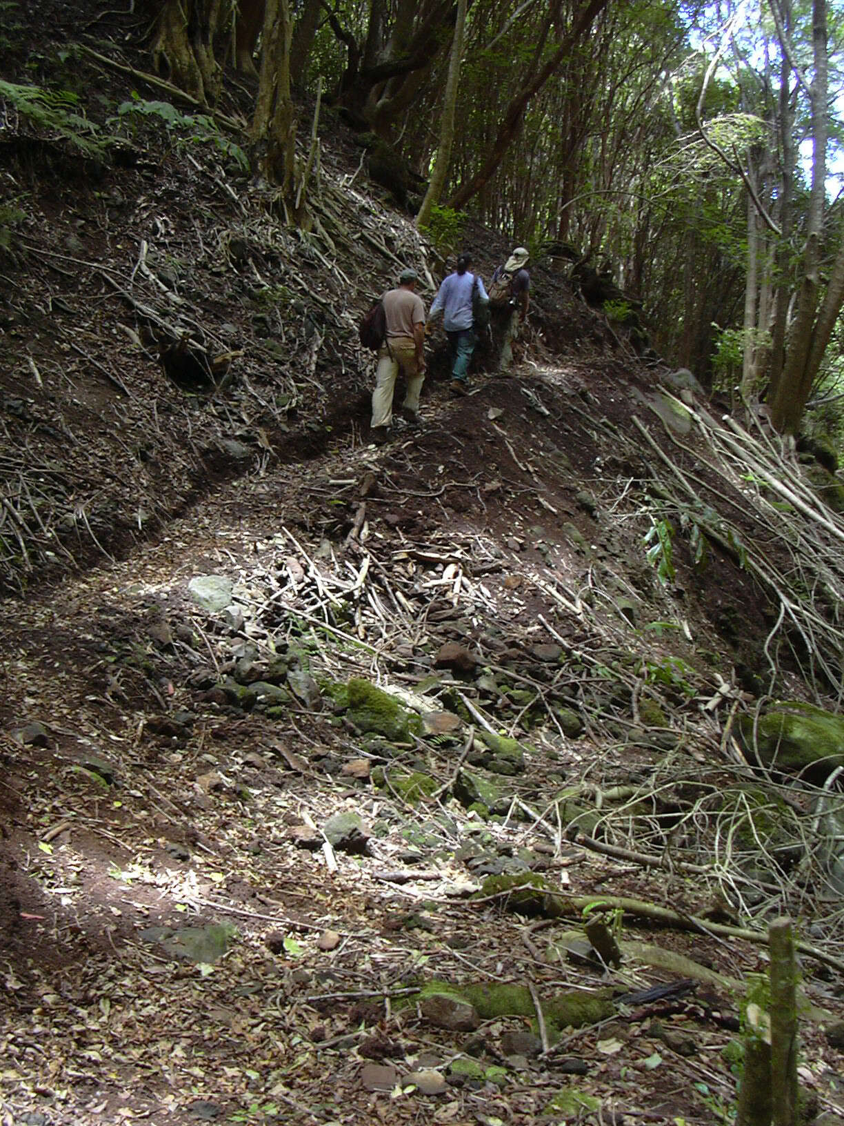 Plancia ëd Dracaena rockii (H. St. John) Jankalski