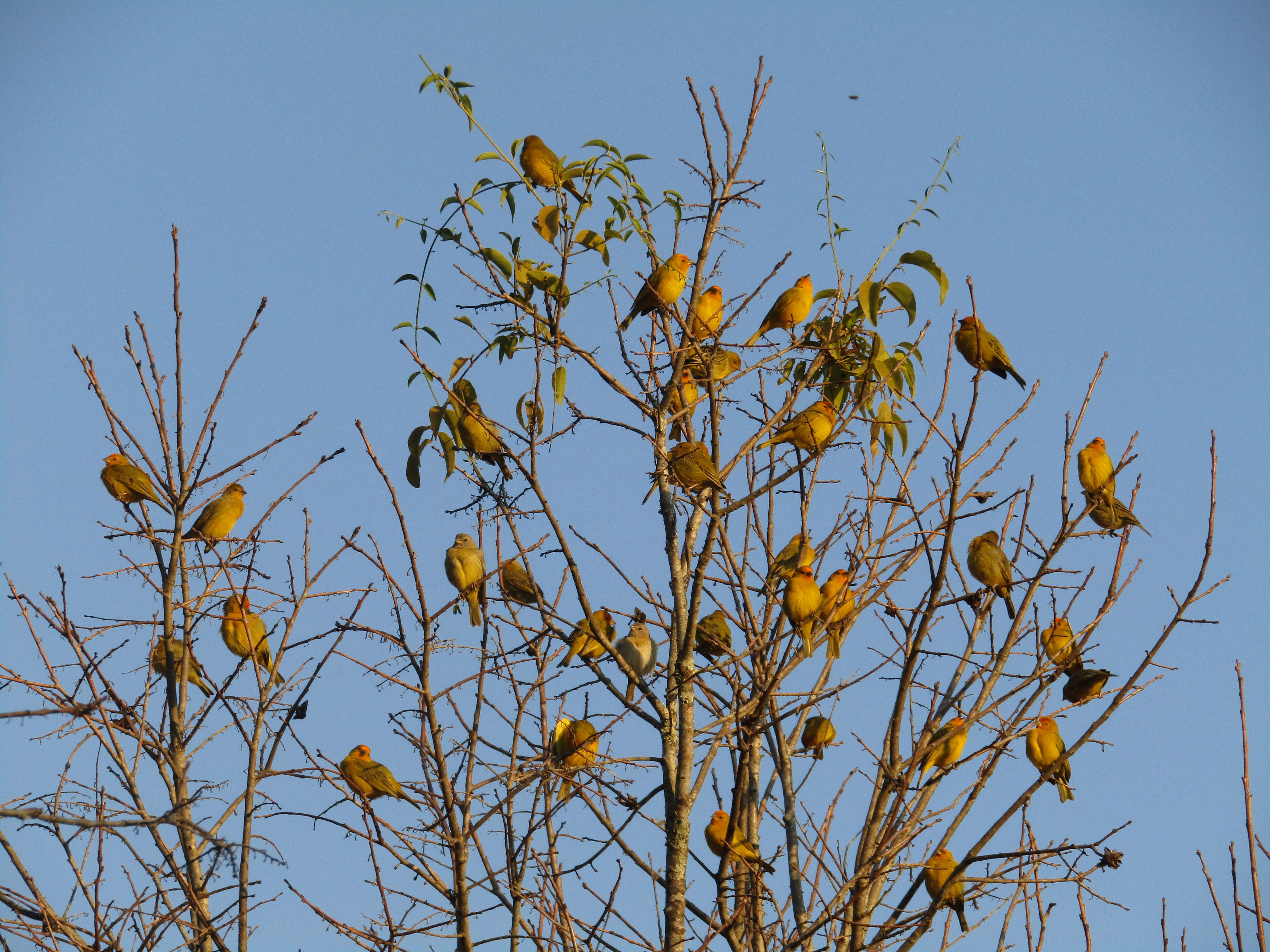 Image of Saffron Finch