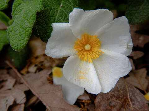 Imagem de Cistus salviifolius L.