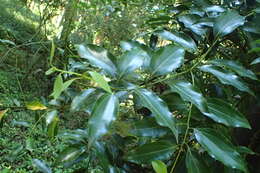 Image of Cinnamomum tenuifolium J. Sugimoto