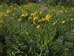 Image of oneflower helianthella