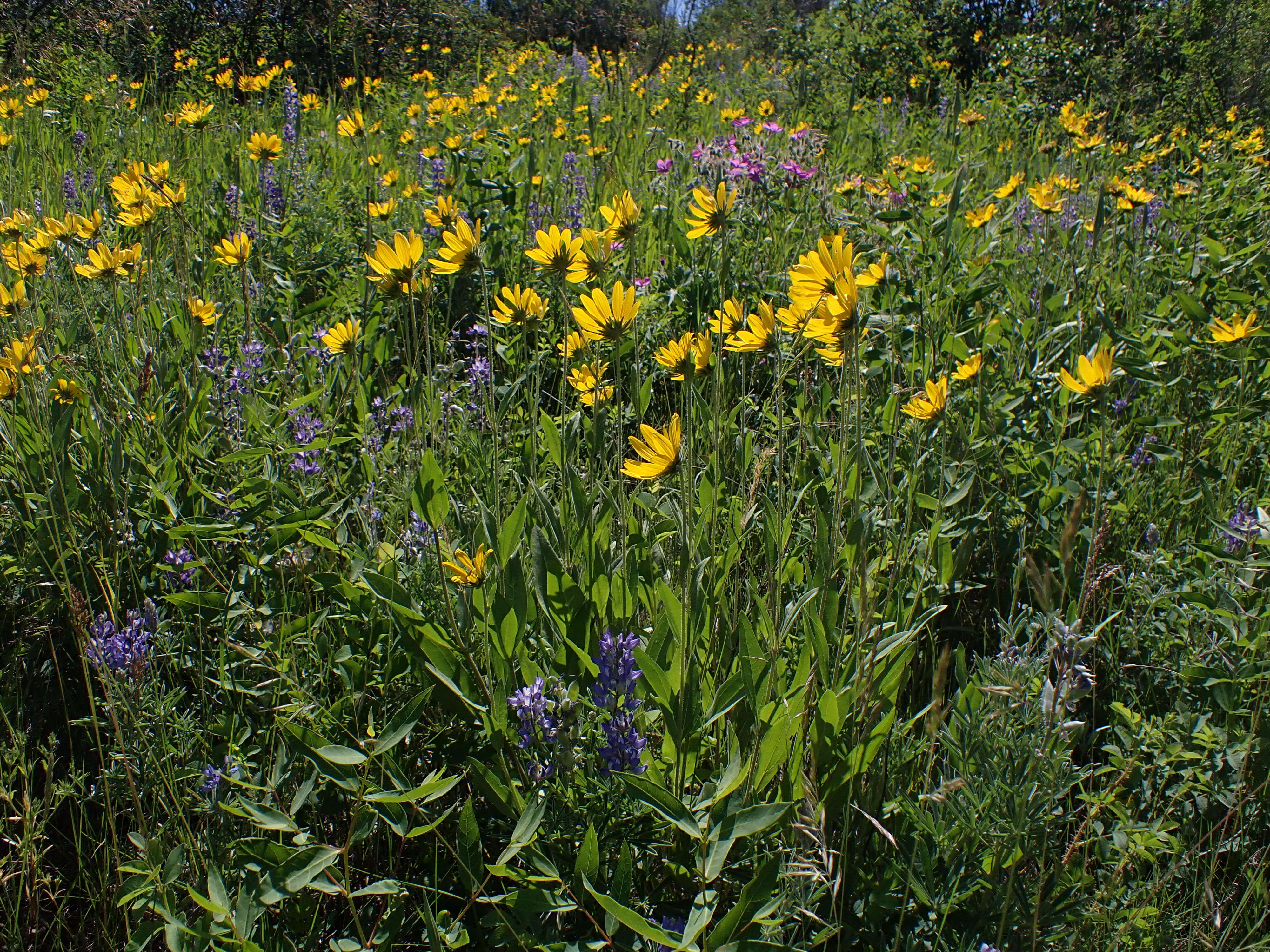 Image of oneflower helianthella