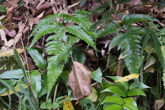 Image of simpler hollyfern