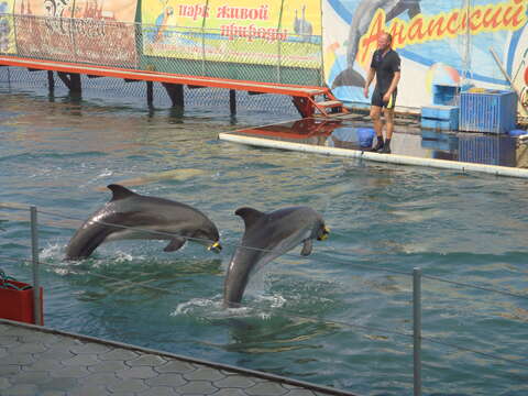 Imagem de Tursiops truncatus ponticus Barabash-Nikiforov 1940